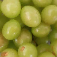 آب غوره درجه یک