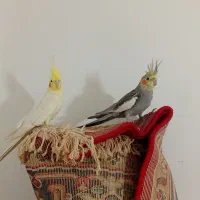 یک جفت عروس هلندی سخنگو نر