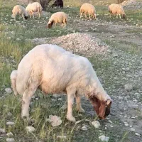 قوچ دورگه کوردی سنجابی. بره گوسفند بز بزغاله