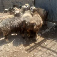 فروش ۲۴راس میش ترکی بختیاری