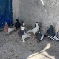 بهبهانی و شهری|پرنده|شیراز, رکن‌آباد|دیوار