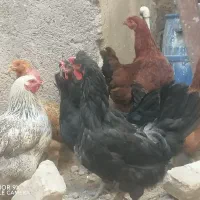 مرغ رسمی تخم گذار