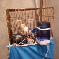 عروس هلندی|پرنده|همدان, |دیوار