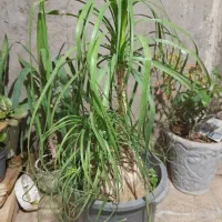 گل و گل آپارتمانی|گل و گیاه طبیعی|کاشمر, |دیوار