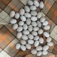 تخم نطفه دار مرغ محلی .تخم بوقلمون . اردک .شترمرغ|خوردنی و آشامیدنی|شهریار, شهرک مصطفی خمینی|دیوار