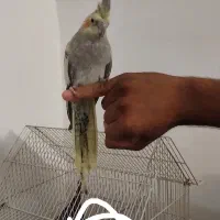 عروس هلندی دستی معاوضه با پرنده و کفتر