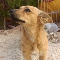 اشپیتز|سگ|شاهینشهر, سعدی شمالی|دیوار