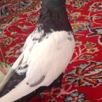 گفتی فروش|پرنده|نیشابور, قلعه نو|دیوار