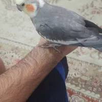 عروس هلندی گم شده|حیوانات|ایلام, |دیوار