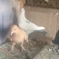 کفتر|پرنده|کرمان, |دیوار