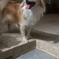 سگ پا کوتاه|سگ|قم, نخودی|دیوار