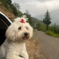 گمشده لطفا درصورت مشاهده اطلاع دهید