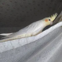 معاوضه عروس نر با ماده