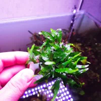 گیاه جاوا فرن،روآبی، نیلوفر آفریقایی آکواریوم پلنت