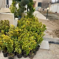 باغبانی و سمپاشی درختان در تمام نقاط شهر|خدمات باغبانی و درختکاری|مشهد, توس (بلوار توس)|دیوار