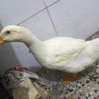اردک