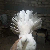 کبوتر دم چتری ماده|پرنده|خمینیشهر, |دیوار