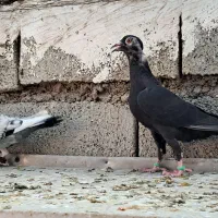 کبوتر دوری|پرنده|اهواز, کمپلو شمالی|دیوار
