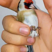 یه سهره نر عطیقه گل قفل|پرنده|تهران, مسعودیه|دیوار