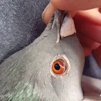 کفتر مسافتی پلاگی