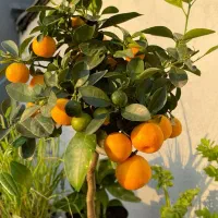 انگور آواکادو سیب هانیبری گردو پاپایا|خدمات باغبانی و درختکاری|قم, آزادگان|دیوار