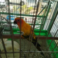 طوطی خورشیدی