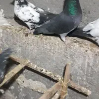 تعدادی کبوتر خوب|پرنده|کاشان, مشکات|دیوار