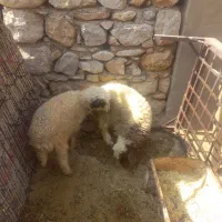 گوسفند و بره
