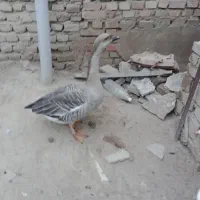 غاز ماده تخم گذار فروشی.حاجی کلاته|حیوانات مزرعه|سنگدوین, |دیوار