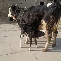 تلیسه سیاه سیمنتال
