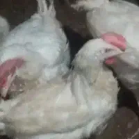 مرغ تخم گذار