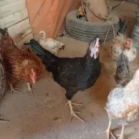 مرغ وخروس (وارگ نیمچه خروس)|حیوانات مزرعه|کرمانشاه, |دیوار