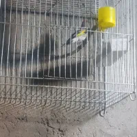 یک عدد سهره نر کرمانی و یک جفت کوتوله
