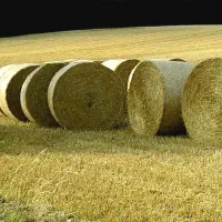 فروش گندم و کاه