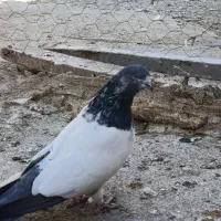 کبوتر،تهرانی درجه یک،شرطی