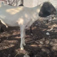 غوچ چهار سال بندر لنگه