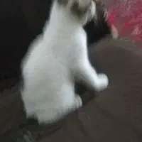 گربواگذار