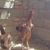 خروس لاری افغان اصل