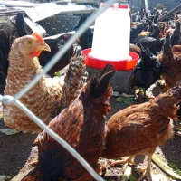 مرغ و خروس محلی و رسمی