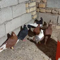 رنگی|پرنده|سوسنگرد, |دیوار