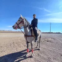 اسب|اسب و تجهیزات اسبسواری|درگزین, |دیوار