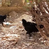 مرغ مرندی|حیوانات مزرعه|قم, باغ کرباسی|دیوار