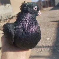 دوتا کبوتر فره دوتا سیاه|پرنده|کشاورز, |دیوار