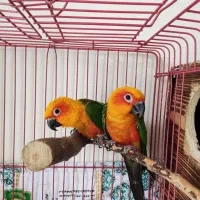 جفت خورشیدی مولد