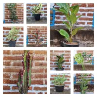 گل اپارتمانی