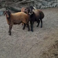 تعدادی بره نر و ماده قزل افشار