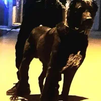 سگ افغان خوشتیپ به شرط همه چی|سگ|مشهد, همت آباد|دیوار