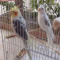 عروس هلندی|پرنده|اصفهان, خواجو|دیوار