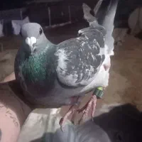 کبوتر پلاکی گرفته شب