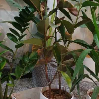 گل و گیاه تک و عمده|گل و گیاه طبیعی|امیدیه, |دیوار